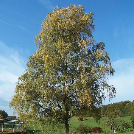 Fuchsenlohe ゲストハウス 3*