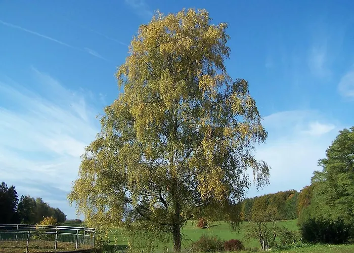 Fuchsenlohe Pensjonat 3*